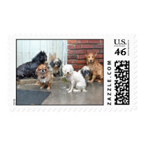 Wet Dog Gang postage by by_nuke Wet Dog Gang postage