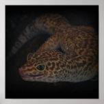 Wet Gecko With Tongue Out  Print