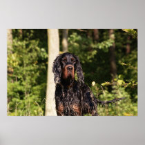 Wet Gordon Setter Canvas Print