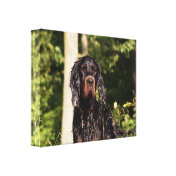 Wet Gordon Setter Wrapped Canvas