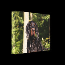 Wet Gordon Setter Wrapped Canvas canvas prints