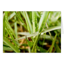 Wet Grass cards