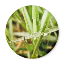 Wet Grass magnets