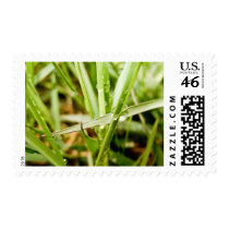 Wet Grass postage