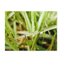 Wet Grass postcards