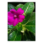 Wet Impatiens Flower 1 Card