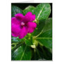 Wet Impatiens Flower 1
