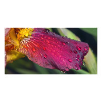 Wet Iris Custom Photo Card