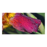 Wet Iris photo cards