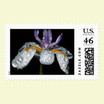Wet Iris postage