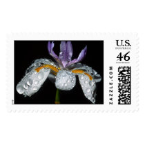 Wet Iris postage
