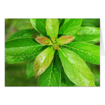 Wet Leaf of growth