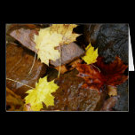 Wet Leaves and Rocks Card