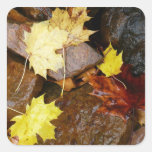 Wet Leaves and Rocks Sticker