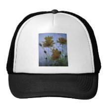Wet marguerites. hats
