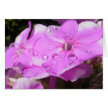Wet Phlox ~ card