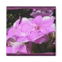 Wet Phlox ~ magnet