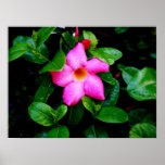 Wet Pink Flower posters