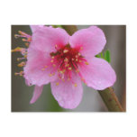 Wet Pink  Raspberry Bloom 2 Postcard