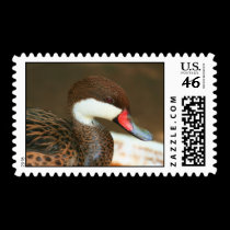 Wet postage by larissabrea Wet postage