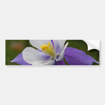 Wet Purple Columbine Bumper Stickers