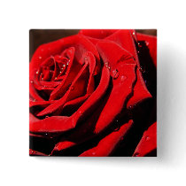Wet Red Rose Pins