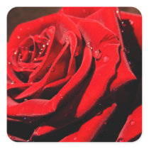 Wet Red Rose Sticker