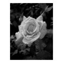Wet Rose posters