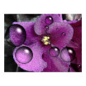 Wet Violet posters