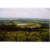 Wetland bog on YFNational Wildlife Refuge photo sculptures