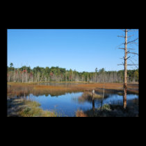 Wetland posters