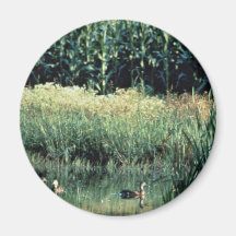 Wetland, Pothole Refrigerator Magnet