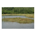 Wetland Whisper posters