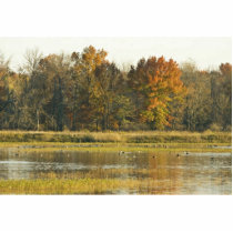 Wetland with autumn trees and ducks photo sculptures by animalpark Wetland with autumn trees and ducks photo sculptures