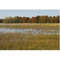 Wetland with autumn trees and ducks rising photo sculptures by animalpark Wetland with autumn trees and ducks rising photo sculptures