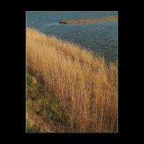 Wetlands, Essex, England - Postcard by celtxian Wetlands, Essex, England - Postcard