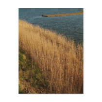 Wetlands, Essex, England - Postcard