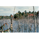 Wetlands