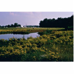 Wetlands, Upper Choptank River, Delaware