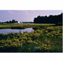 Wetlands, Upper Choptank River, Delaware photo sculptures by animalpark Wetlands, Upper Choptank River, Delaware photo sculptures