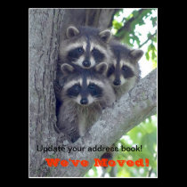 We've Moved Postcard (Raccoons in tree) postcards