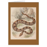 WH Freeman - Boa Constrictor Card