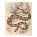 WH Freeman - Boa Constrictor Portfolio posters