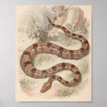 WH Freeman - Boa Constrictor Portfolio Posters