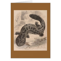 WH Freeman - The Great Japanese Salamander cards