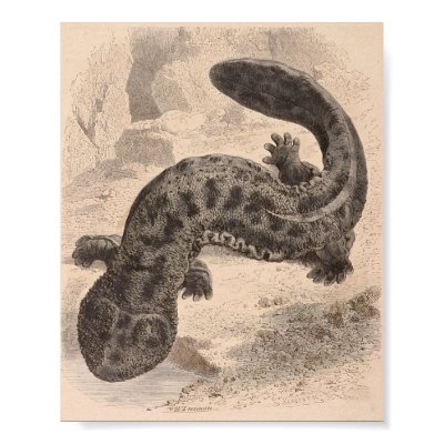 WH Freeman - Der große japanische Salamander P / F Plakatdrucke von LisasLair