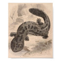 WH Freeman - Der große japanische Salamander P / F poster