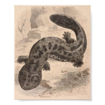 WH Freeman - The Great Japanese Salamander P/folio posters