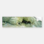Whakarewarewa Thermal Area Bumper Stickers