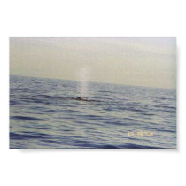 Whale blowing in the distance posters